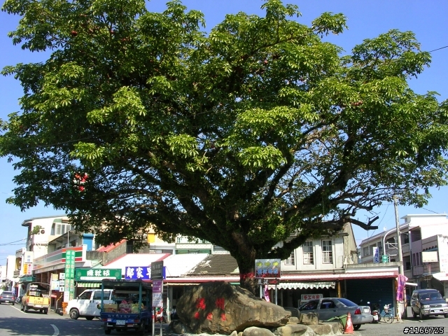 黑金環島登武嶺十日遊^^