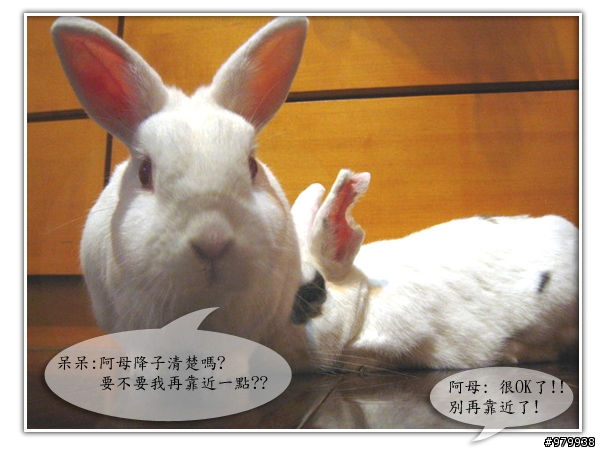大家會不會幫自家寵物編故事-(亂編一通-----圖多)