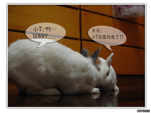 大家會不會幫自家寵物編故事-(亂編一通-----圖多)