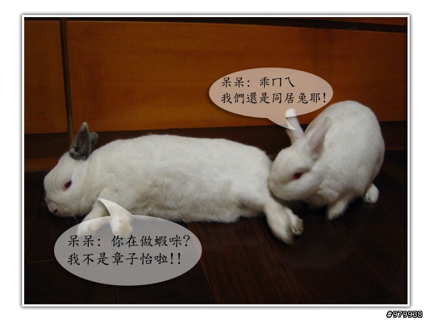 大家會不會幫自家寵物編故事-(亂編一通-----圖多)