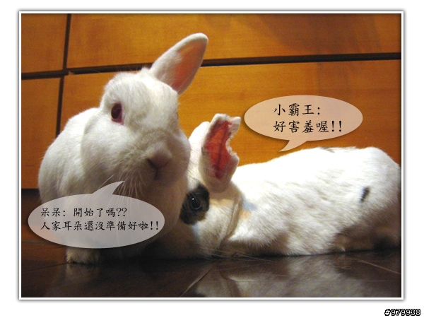 大家會不會幫自家寵物編故事-(亂編一通-----圖多)