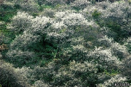 請問 六龜寶來竹林 梅花 花況