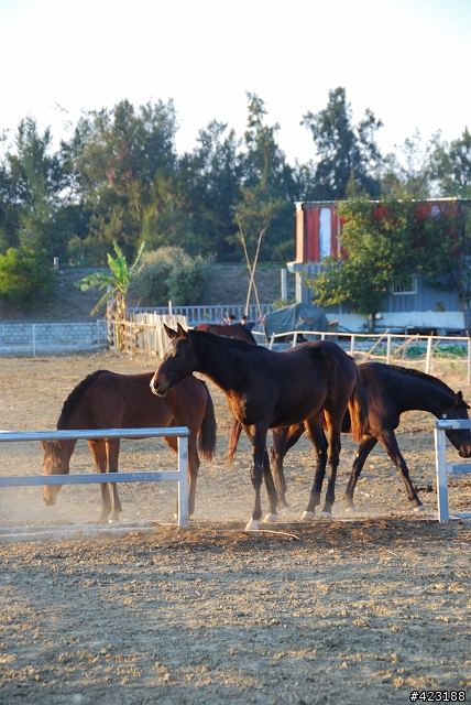 駙馬爺休閒馬術場
