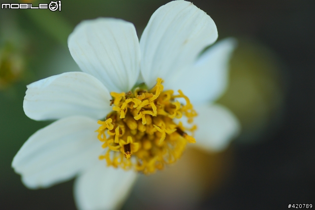 Tamron 90mm f2.8 for nikon(有光圈環無內建馬達版)
