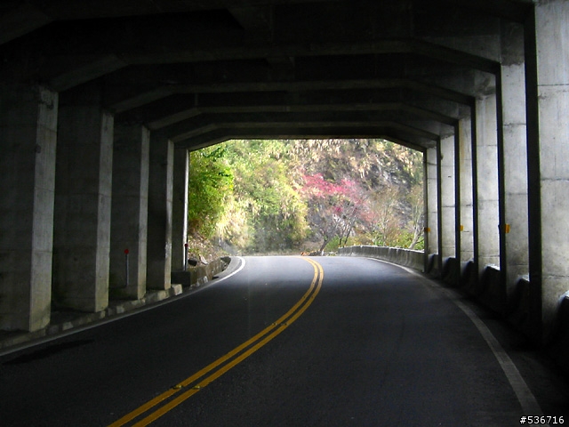櫻花 黑熊  觀日台 = 阿里山上看日出 =