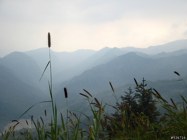 櫻花 黑熊  觀日台 = 阿里山上看日出 =