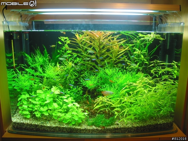 2.5尺(75*45*48)水草缸