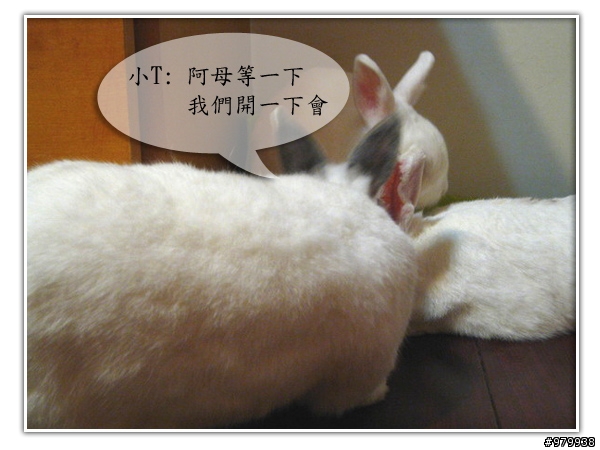大家會不會幫自家寵物編故事-(亂編一通-----圖多)