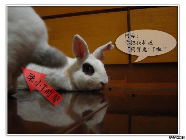 大家會不會幫自家寵物編故事-(亂編一通-----圖多)
