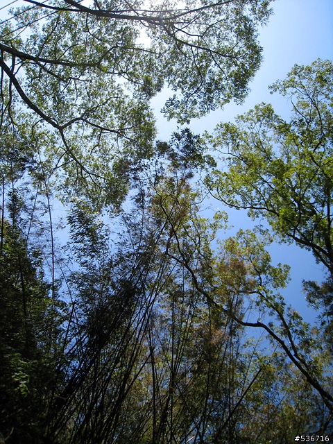 櫻花 黑熊  觀日台 = 阿里山上看日出 =