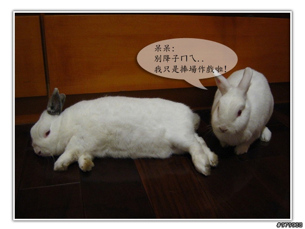 大家會不會幫自家寵物編故事-(亂編一通-----圖多)