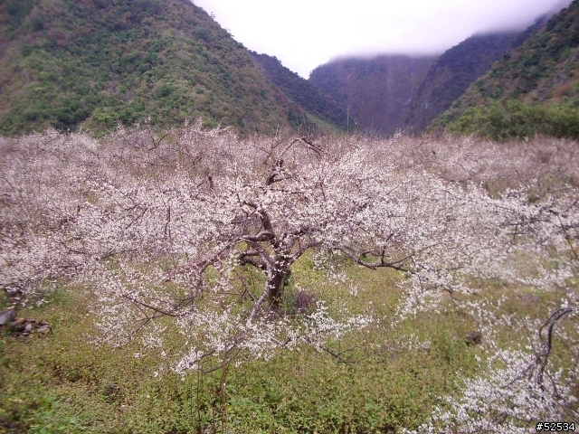 武嶺遊記+南橫啞口遊記+太魯閣遊記