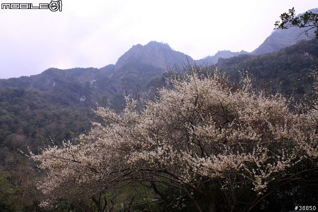 原厰新勁戰三橫環半島09.01.12-01.15...圖多小心