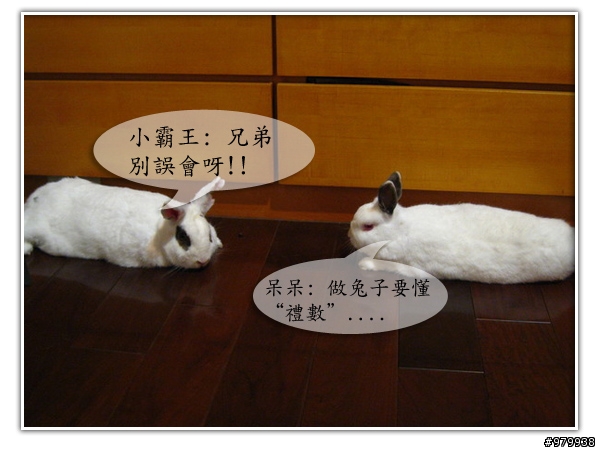 大家會不會幫自家寵物編故事-(亂編一通-----圖多)