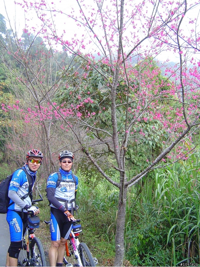 6度C的藤枝+石山林道