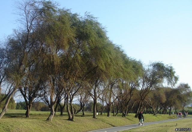 【分享】公館水岸世界->大稻埕 自行車道(圖多)