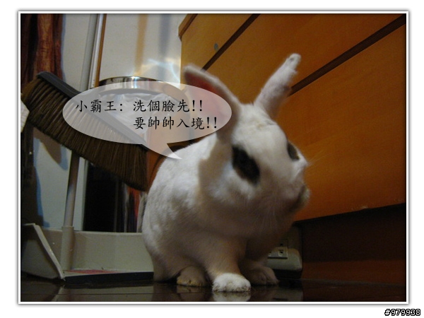 大家會不會幫自家寵物編故事-(亂編一通-----圖多)