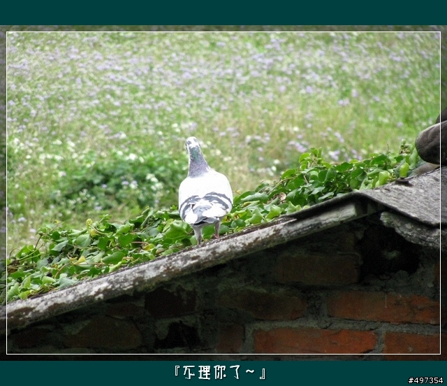 【映像騎旅】2月8日關西太和宮媽祖繞境紀實