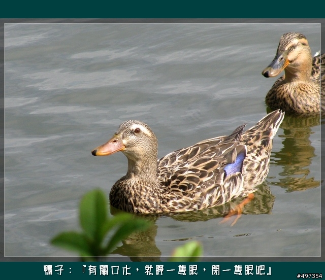 【映像騎旅】2月8日關西太和宮媽祖繞境紀實