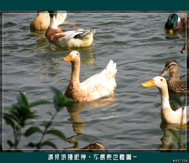 【映像騎旅】2月8日關西太和宮媽祖繞境紀實