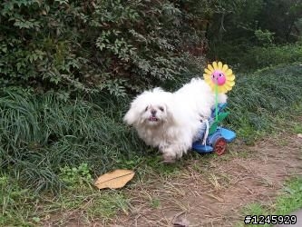 大家救救這隻可愛的米克斯