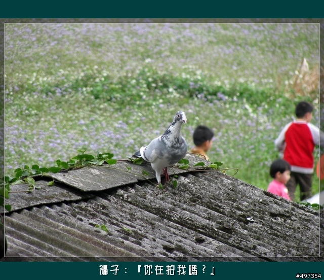 【映像騎旅】2月8日關西太和宮媽祖繞境紀實