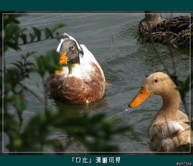 【映像騎旅】2月8日關西太和宮媽祖繞境紀實