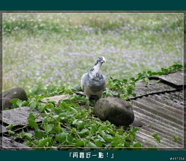 【映像騎旅】2月8日關西太和宮媽祖繞境紀實