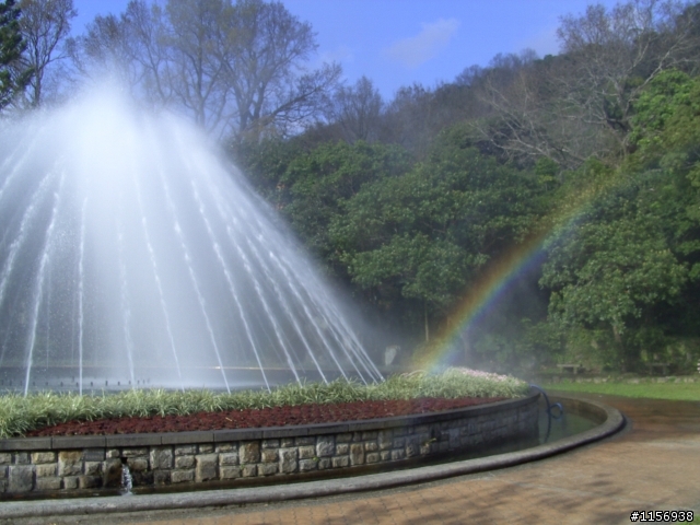 2009陽明山花季櫻花先探