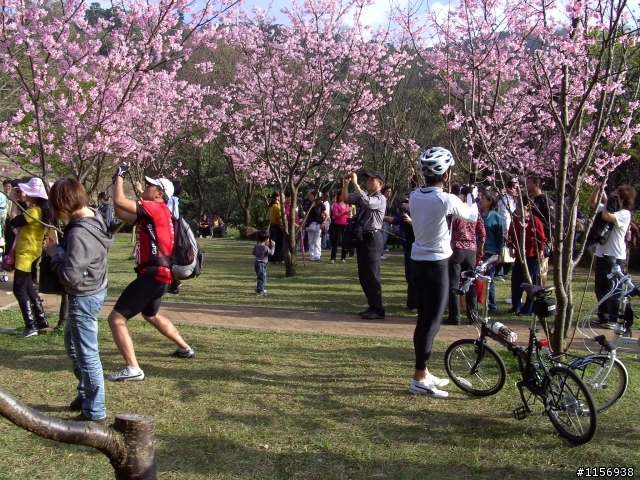 2009陽明山花季櫻花先探