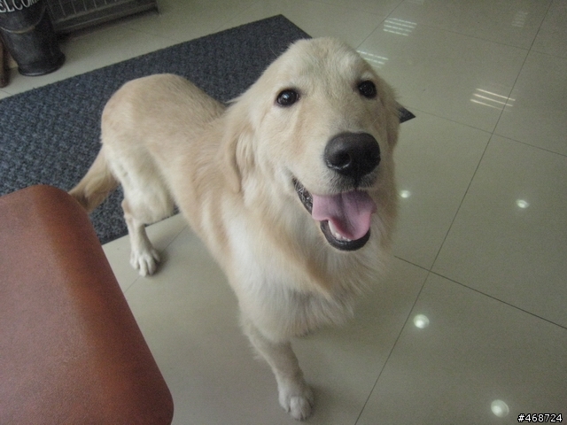 樹林往鶯歌的自行車步道上發現到公黃金獵犬(不到一歲)