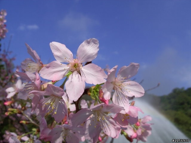 2009陽明山花季櫻花先探