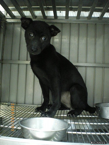 有六隻小幼犬, 等待認養 ~