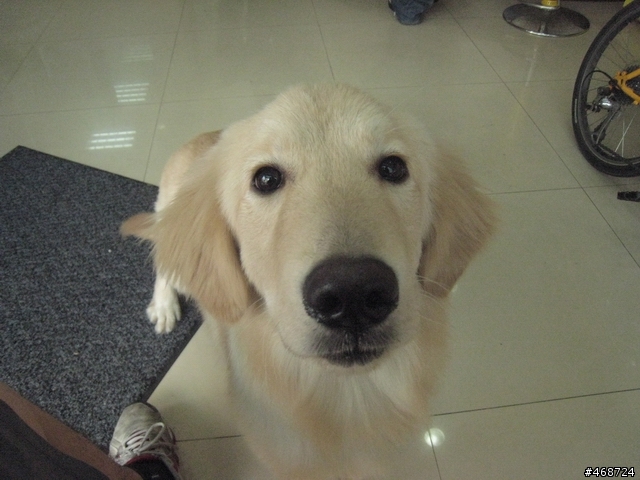 樹林往鶯歌的自行車步道上發現到公黃金獵犬(不到一歲)
