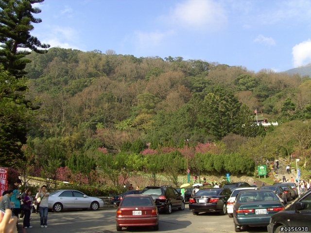 2009陽明山花季櫻花先探