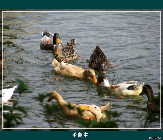 【映像騎旅】2月8日關西太和宮媽祖繞境紀實