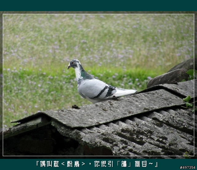 【映像騎旅】2月8日關西太和宮媽祖繞境紀實