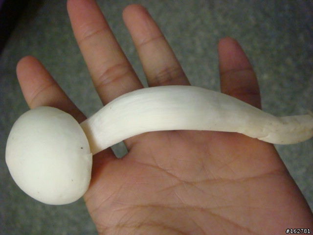 這香菇!! 有毒!? 無毒!?