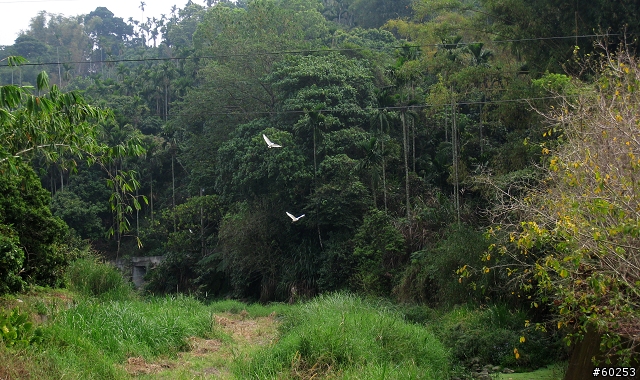 嘉義縣 竹崎→瑞水公路→瑞里→瑞峰→太興→瑞水公路→竹崎