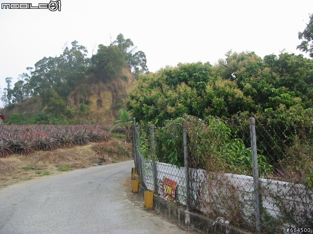 高雄縣 大竹村鳳梨園+東照山關帝廟環線