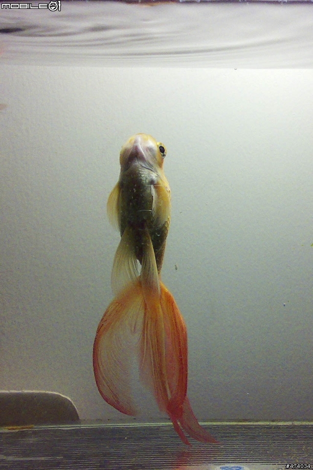 又是我!我家的金魚不只晚上會吵,還會垂直發呆!@@!