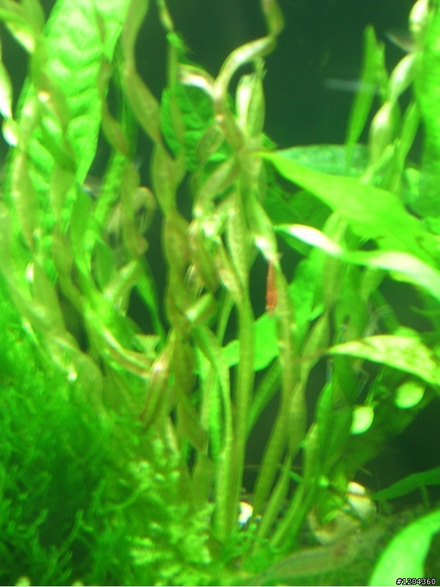 新手設1.5呎水草缸@Q@