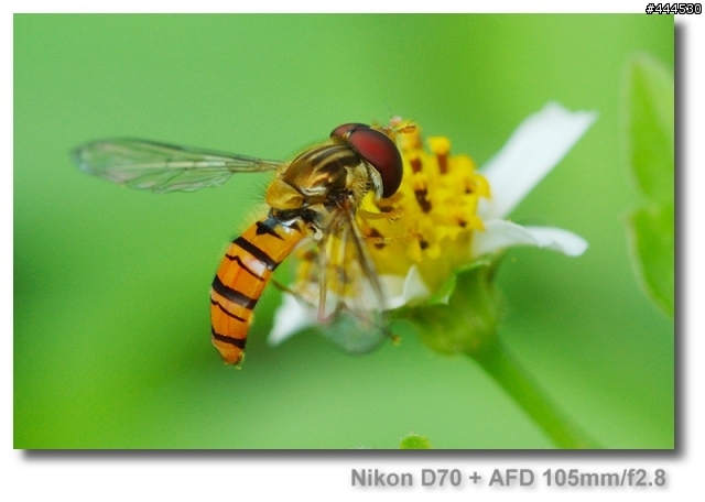 Macro 花間掠影 - 食蚜蠅