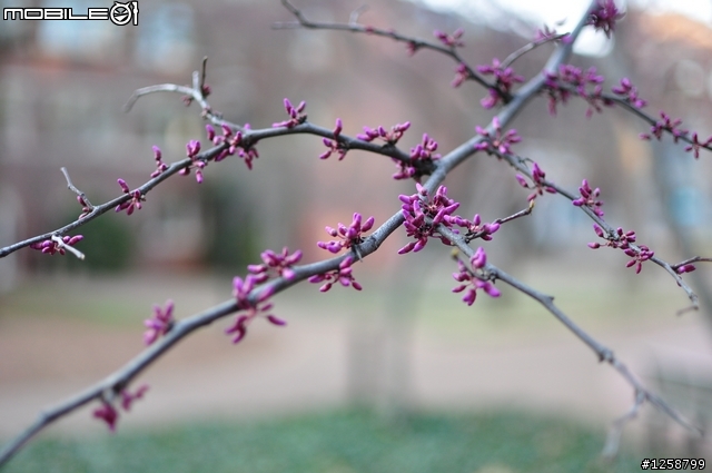 35mm f/1.8G 隨手測試