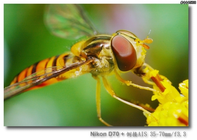 Macro 花間掠影 - 食蚜蠅