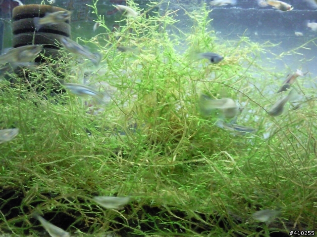 {送養}新手級藍草尾!!!