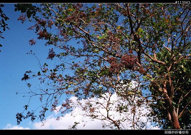 【分享】福倫達家的八枚玉~~Voigtlander NOKTON classic 35mm/F1.4