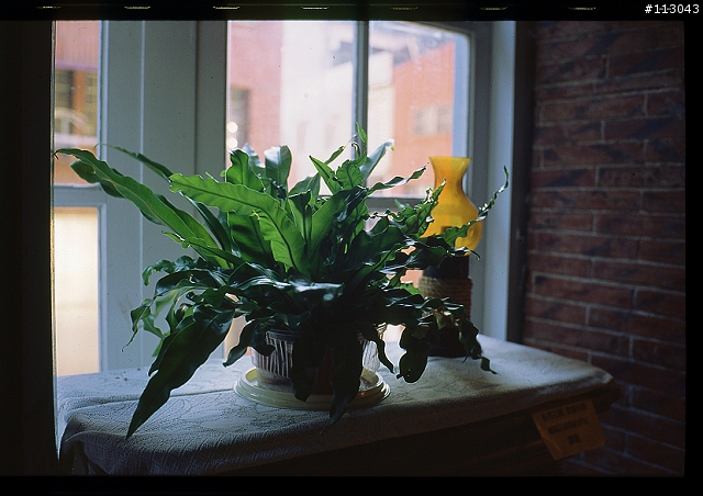 【分享】福倫達家的八枚玉~~Voigtlander NOKTON classic 35mm/F1.4