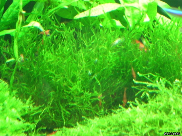 新手設1.5呎水草缸@Q@