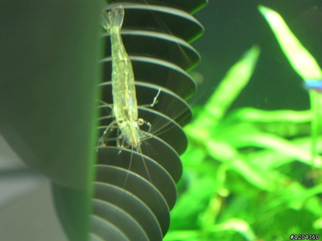 新手設1.5呎水草缸@Q@